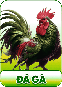 đá gà 79king